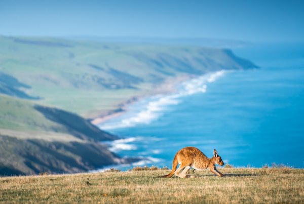 Australia Migration News Update